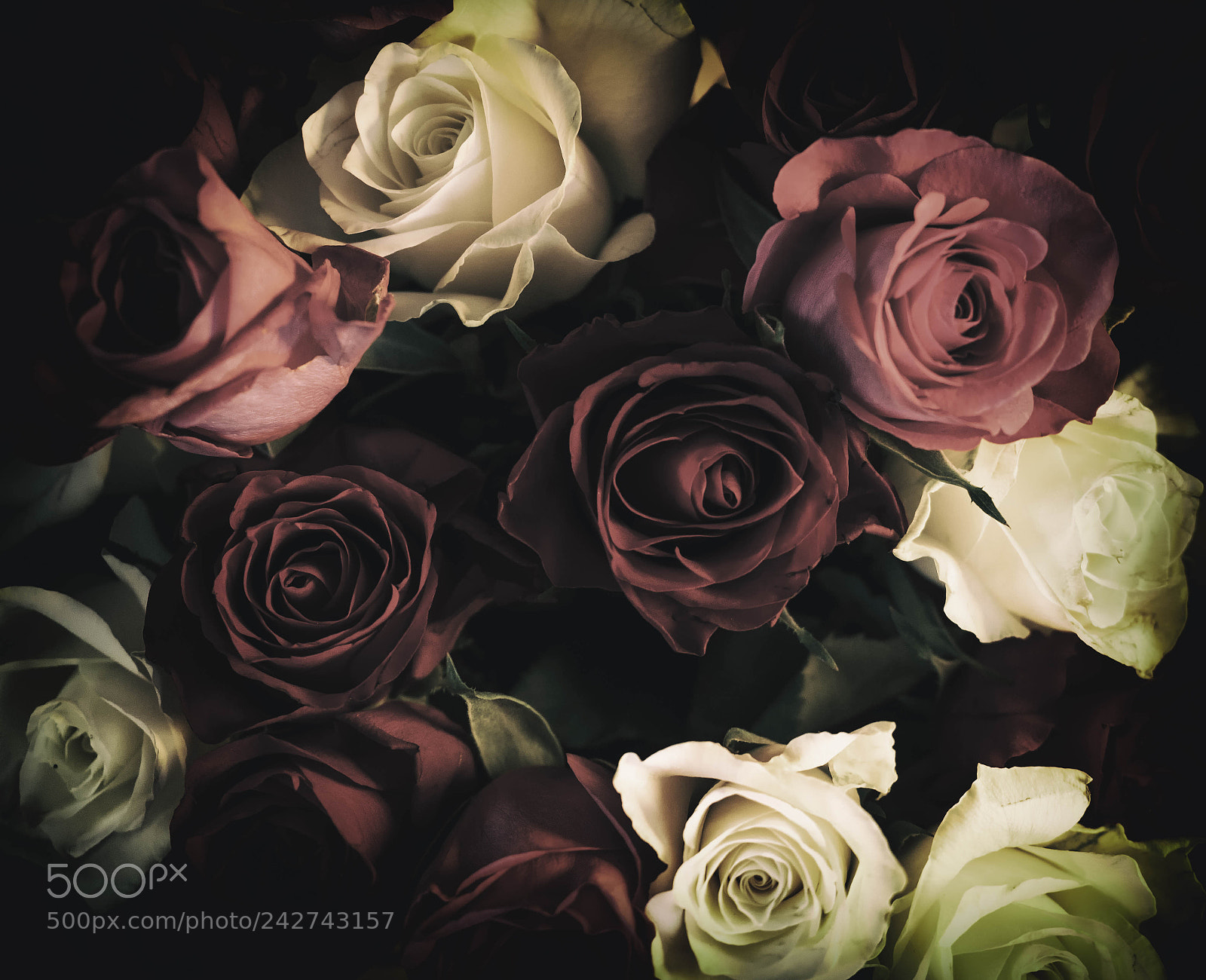 Olympus OM-D E-M1 Mark II sample photo. Rose theme photography