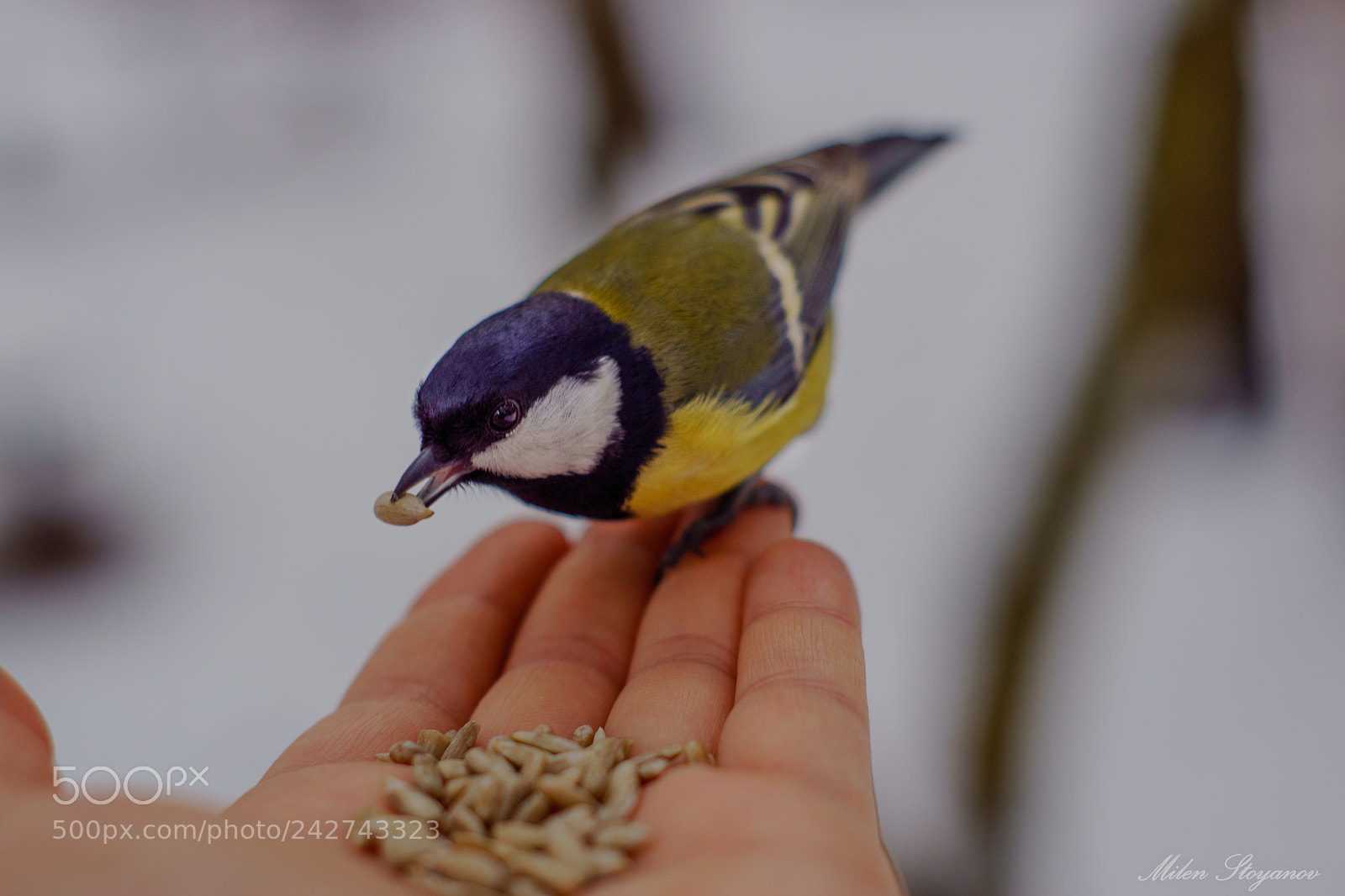 Sony SLT-A68 sample photo. Hungry little buddy photography