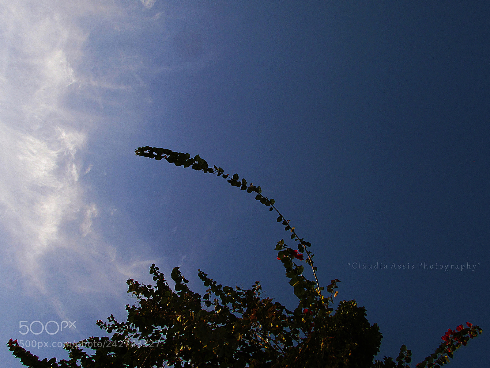 Canon PowerShot SX400 IS sample photo. Blue excitement photography