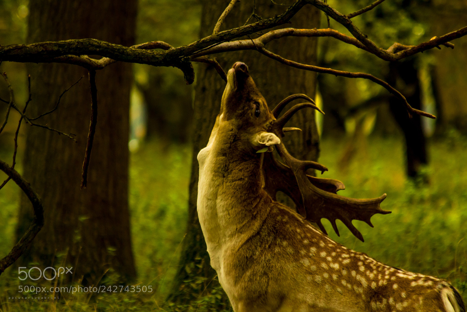 Canon EOS 7D Mark II sample photo. High roar photography