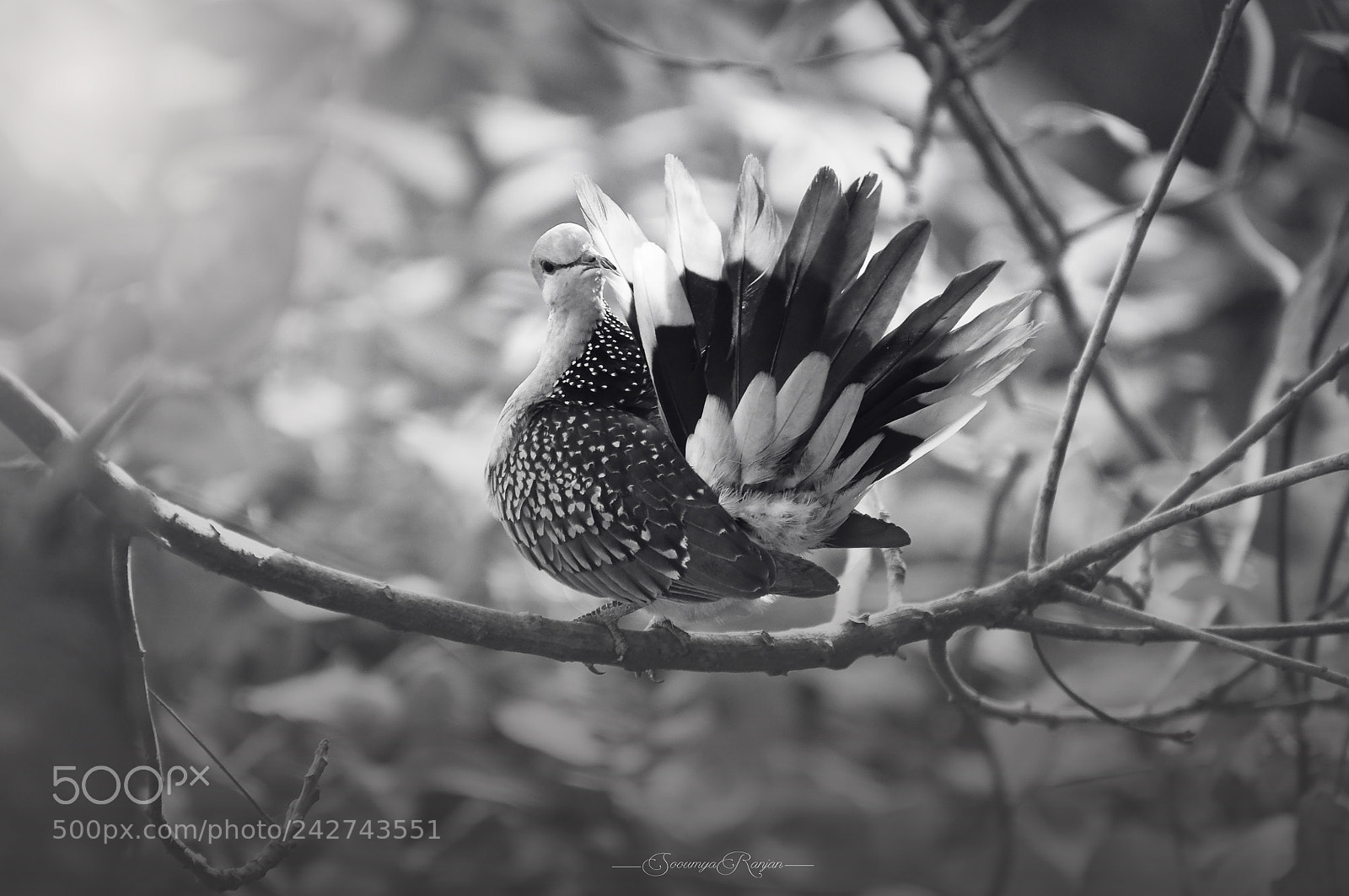Nikon D90 sample photo. Dove .. photography