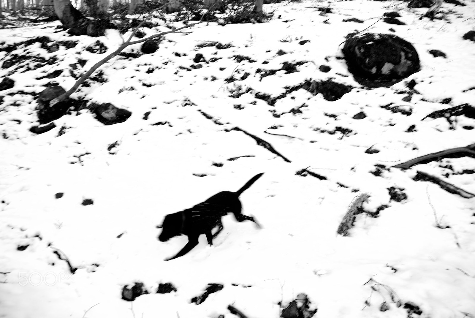 Nikon D80 + Nikon AF-S DX Nikkor 18-105mm F3.5-5.6G ED VR sample photo. Black dog across the snow photography