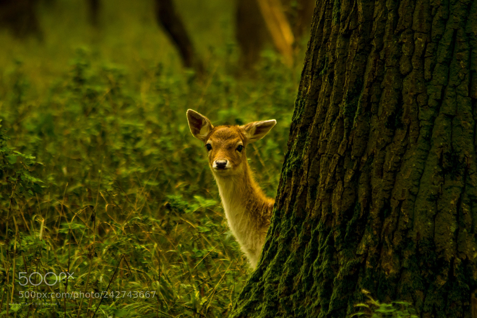 Canon EOS 7D Mark II sample photo. Forest world photography