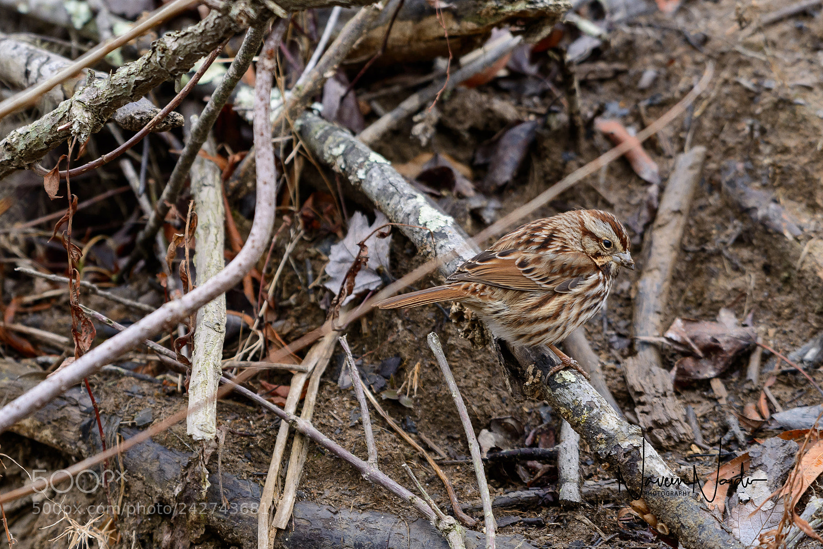 Nikon D800 sample photo. Sparrow photography