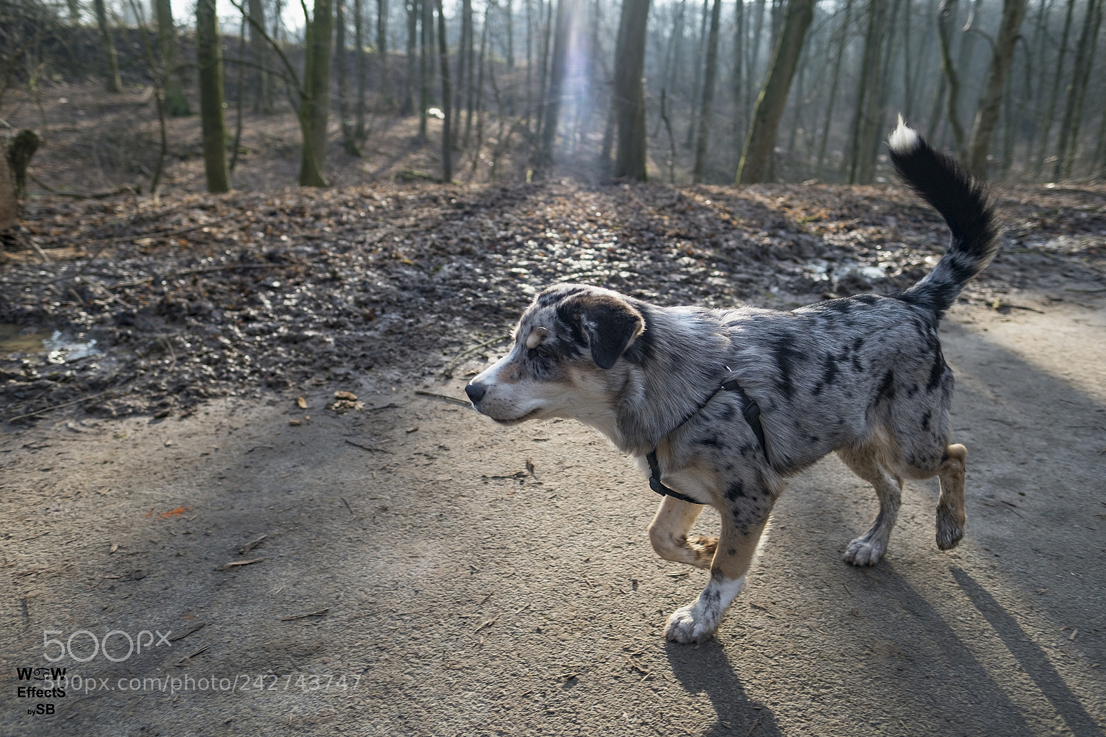 Fujifilm X-Pro1 sample photo. Ozziemix photography