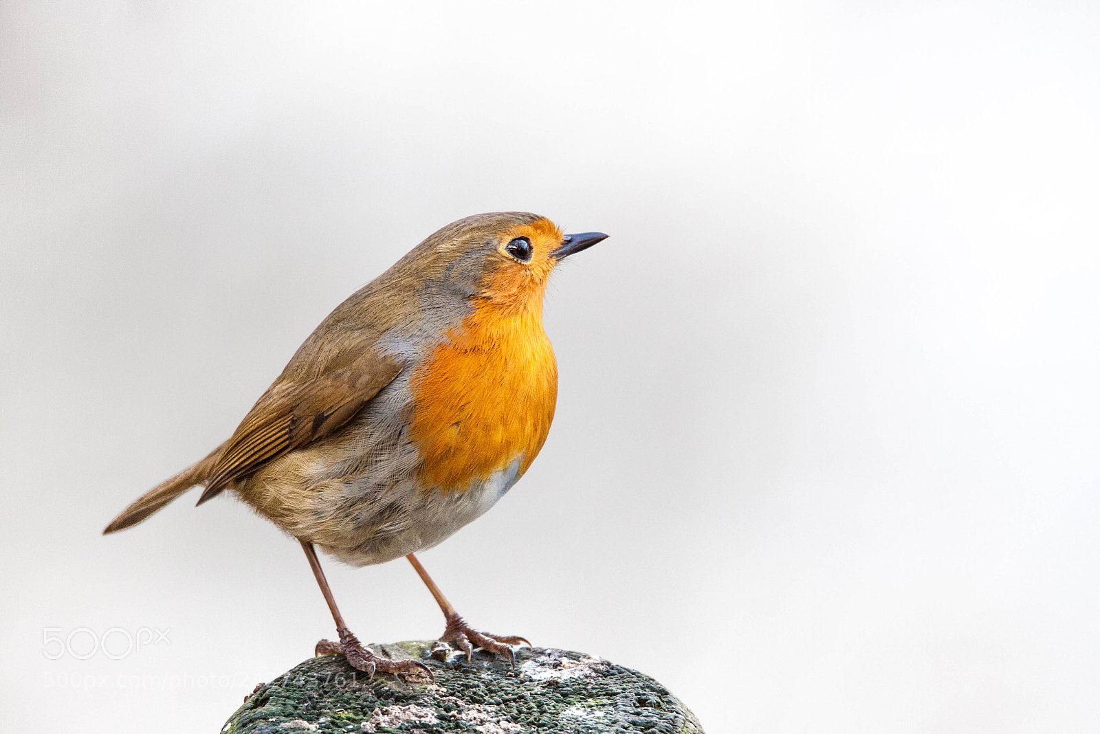 Canon EOS 50D sample photo. Lovely posing robin photography