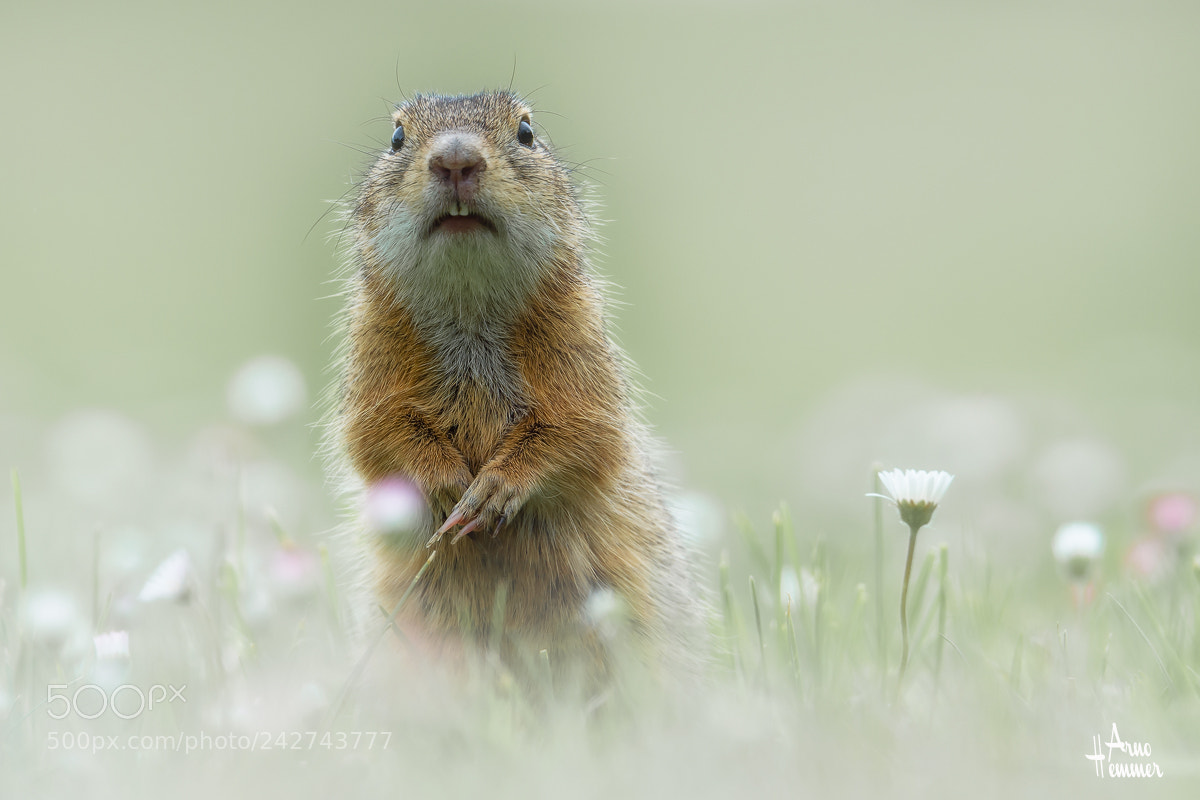 Nikon D610 sample photo. Ziesel photography