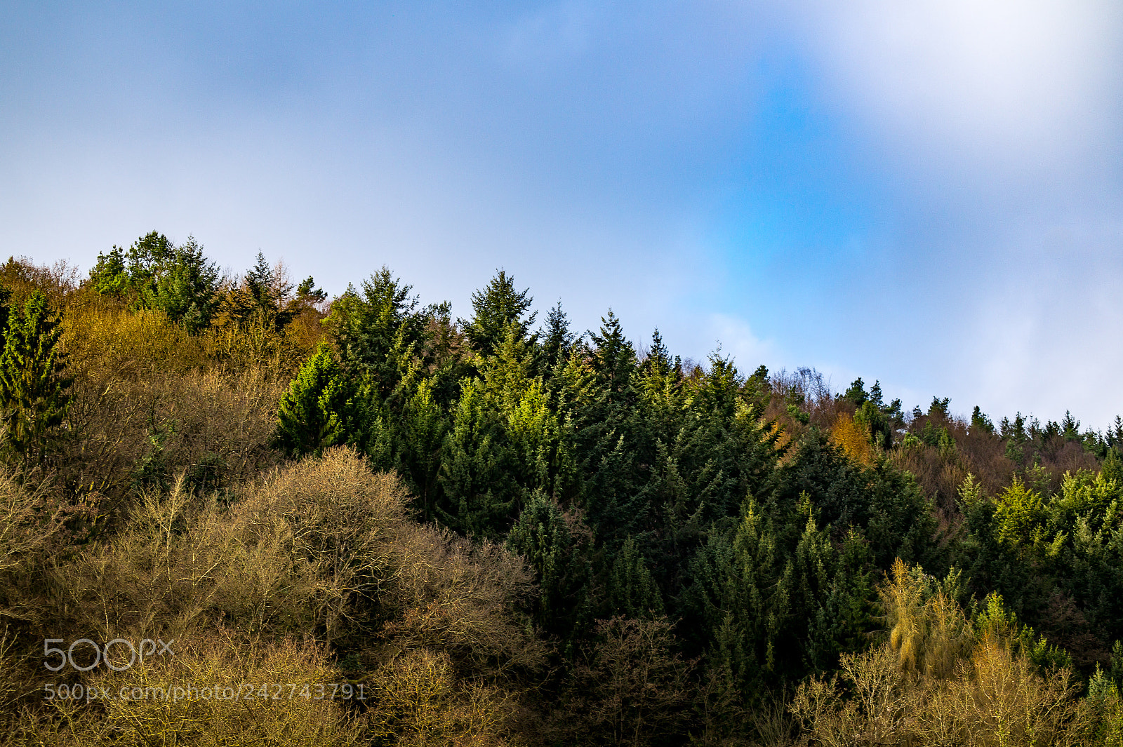 Sony SLT-A58 sample photo. Forest wave photography