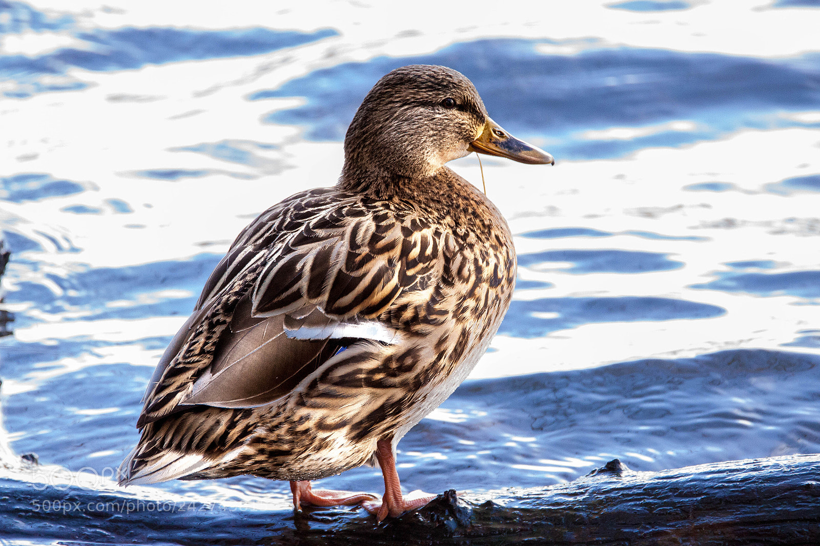 Canon EOS 50D sample photo. Posing female mallard photography