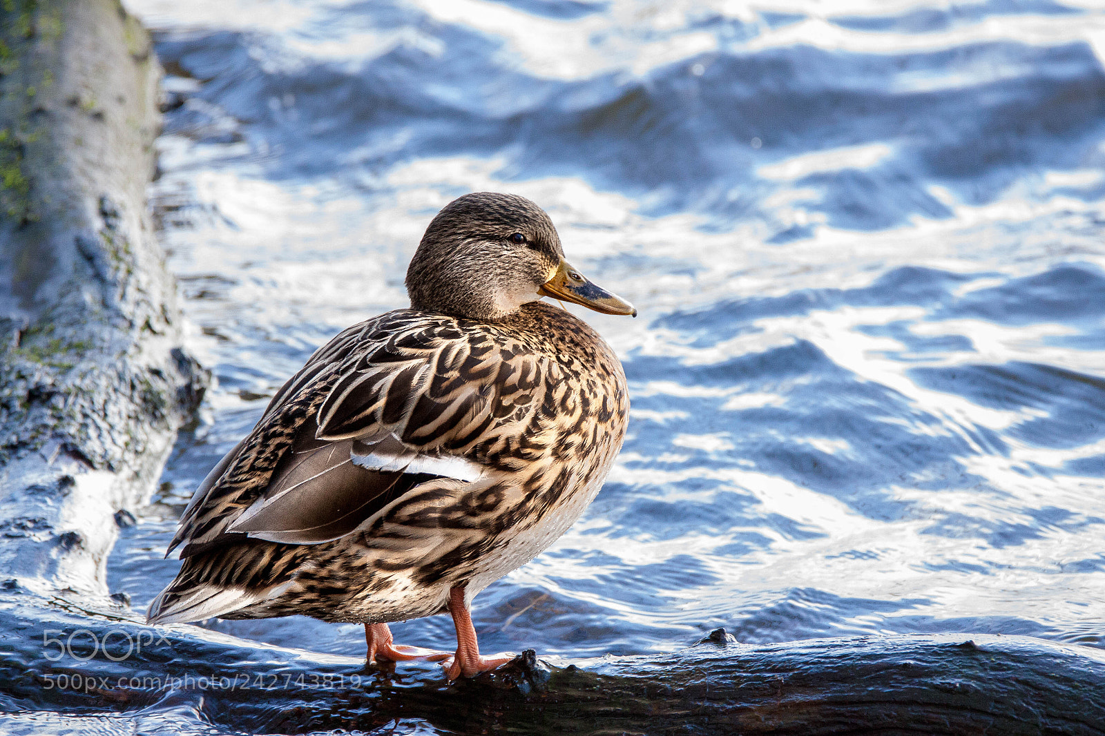 Canon EOS 50D sample photo. Posing female mallard photography