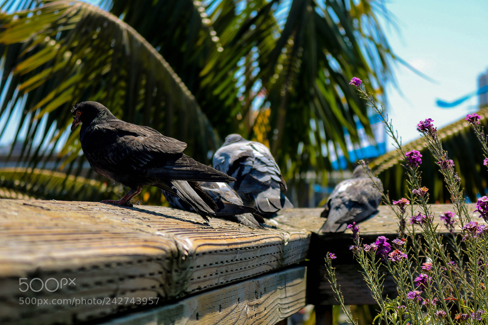 Canon EOS 750D (EOS Rebel T6i / EOS Kiss X8i) sample photo. Pigeons photography