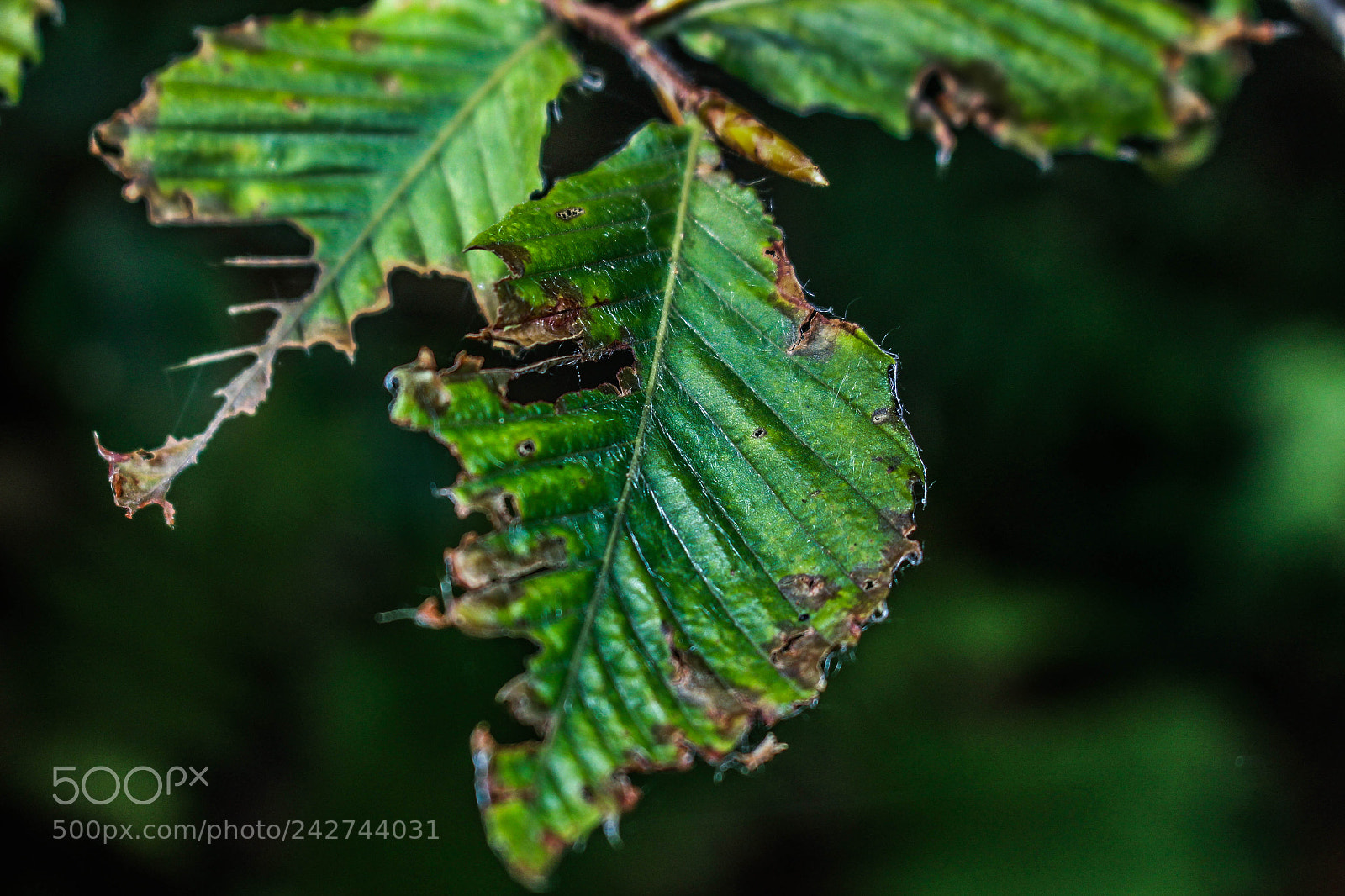 Canon EOS 100D (EOS Rebel SL1 / EOS Kiss X7) sample photo. Just a leaf photography