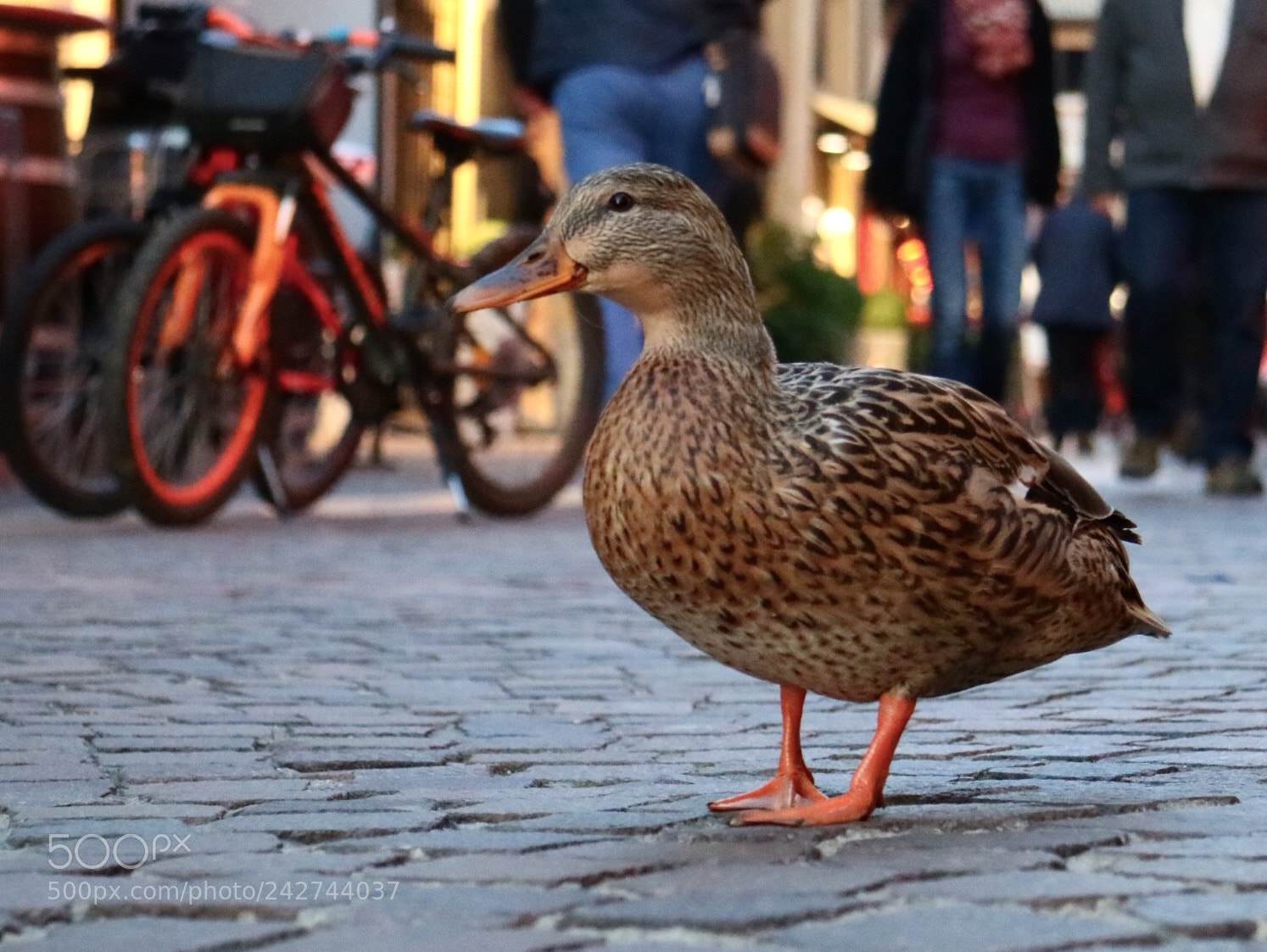 Canon EOS M3 sample photo. Untitled photography