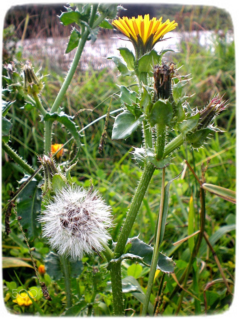 Nikon COOLPIX L14 sample photo. Wild photography