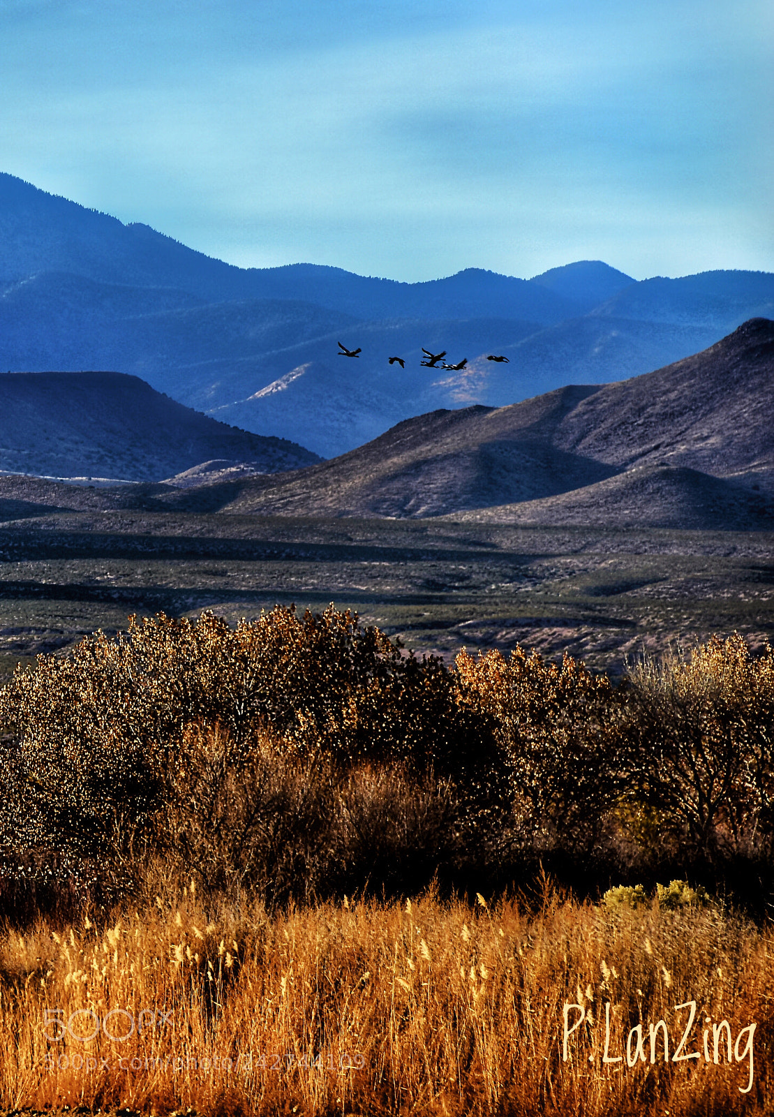 Nikon D810 sample photo. Bosque del apache, new photography