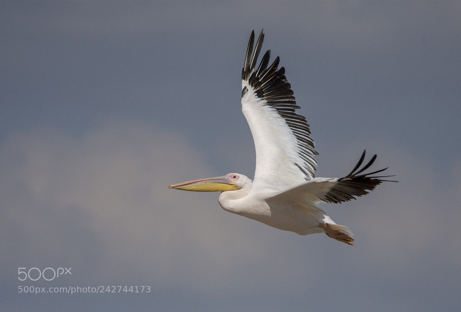 Nikon D7200 sample photo. Pelican photography