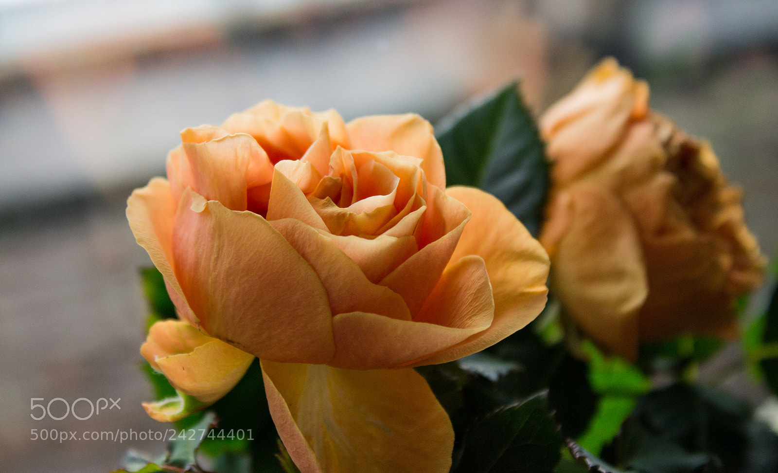 Canon EOS 1100D (EOS Rebel T3 / EOS Kiss X50) sample photo. First pic with eos photography