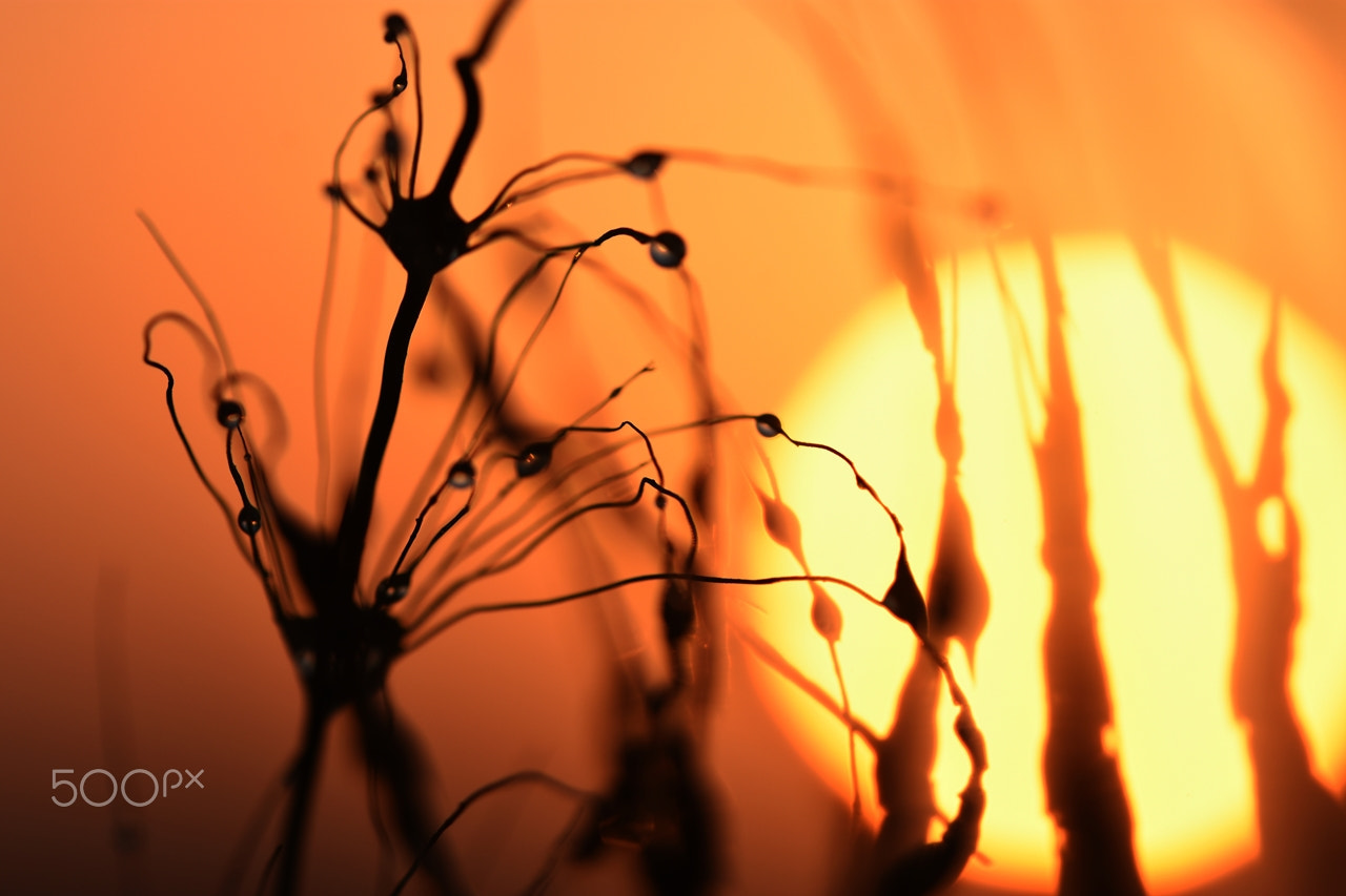 Sigma 105mm F2.8 EX DG OS HSM sample photo. Sun rise photography