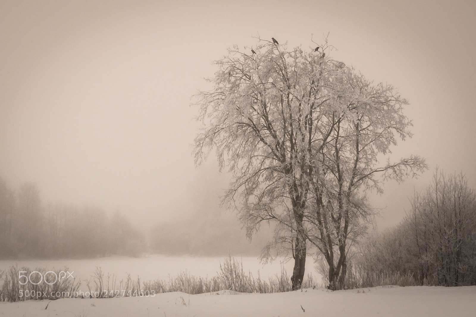 Nikon D5500 sample photo. Crows photography