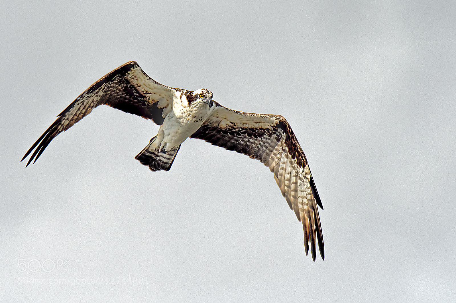 Nikon D810 sample photo. Osprey photography