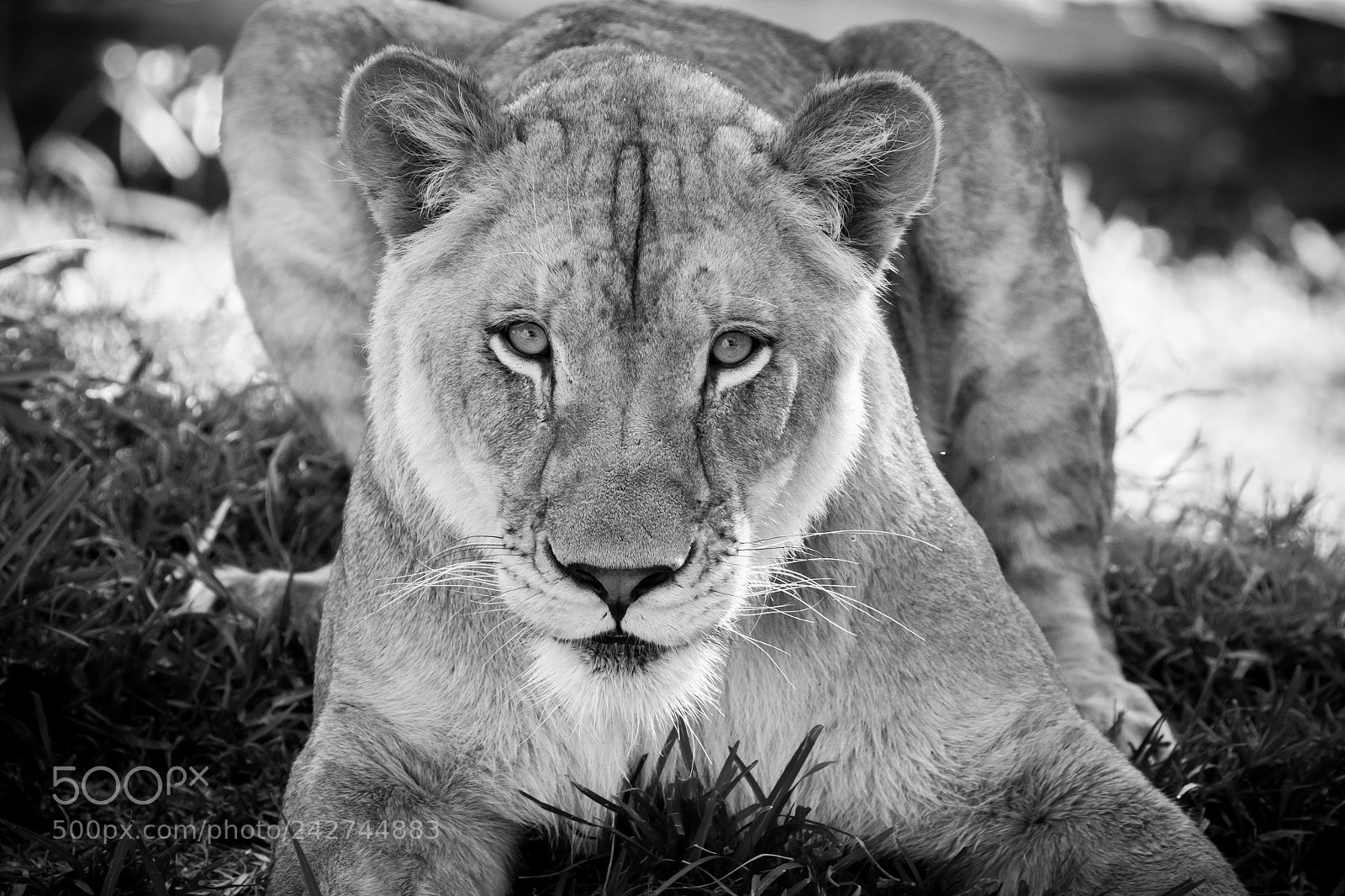 Canon EOS 60D sample photo. Lunchtime for the lioness photography