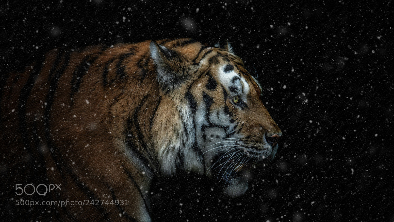 Sony a7R III sample photo. Let it snow! photography