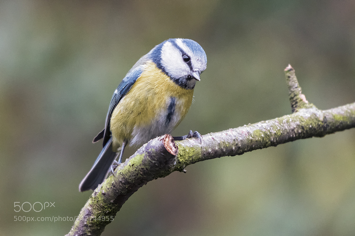 Nikon D500 sample photo. Eurasian blue tit photography