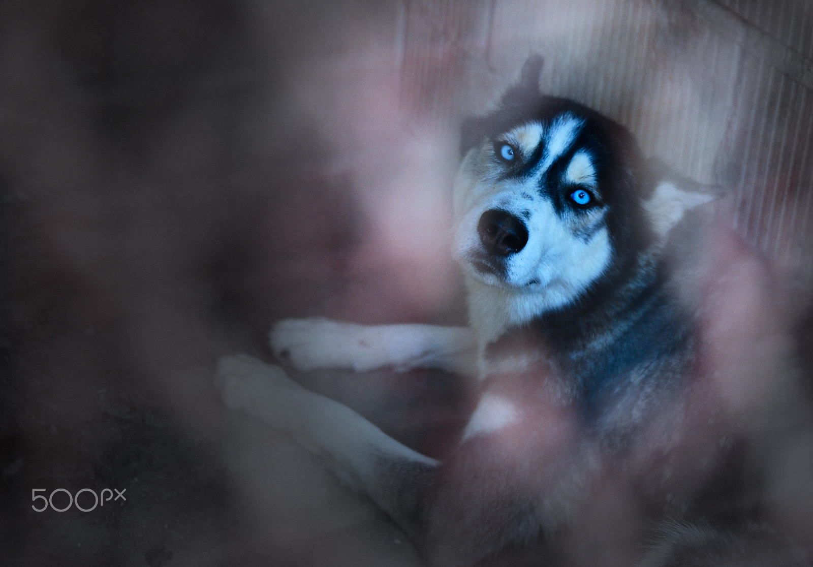 Sigma 17-50mm F2.8 EX DC OS HSM sample photo. Caged photography