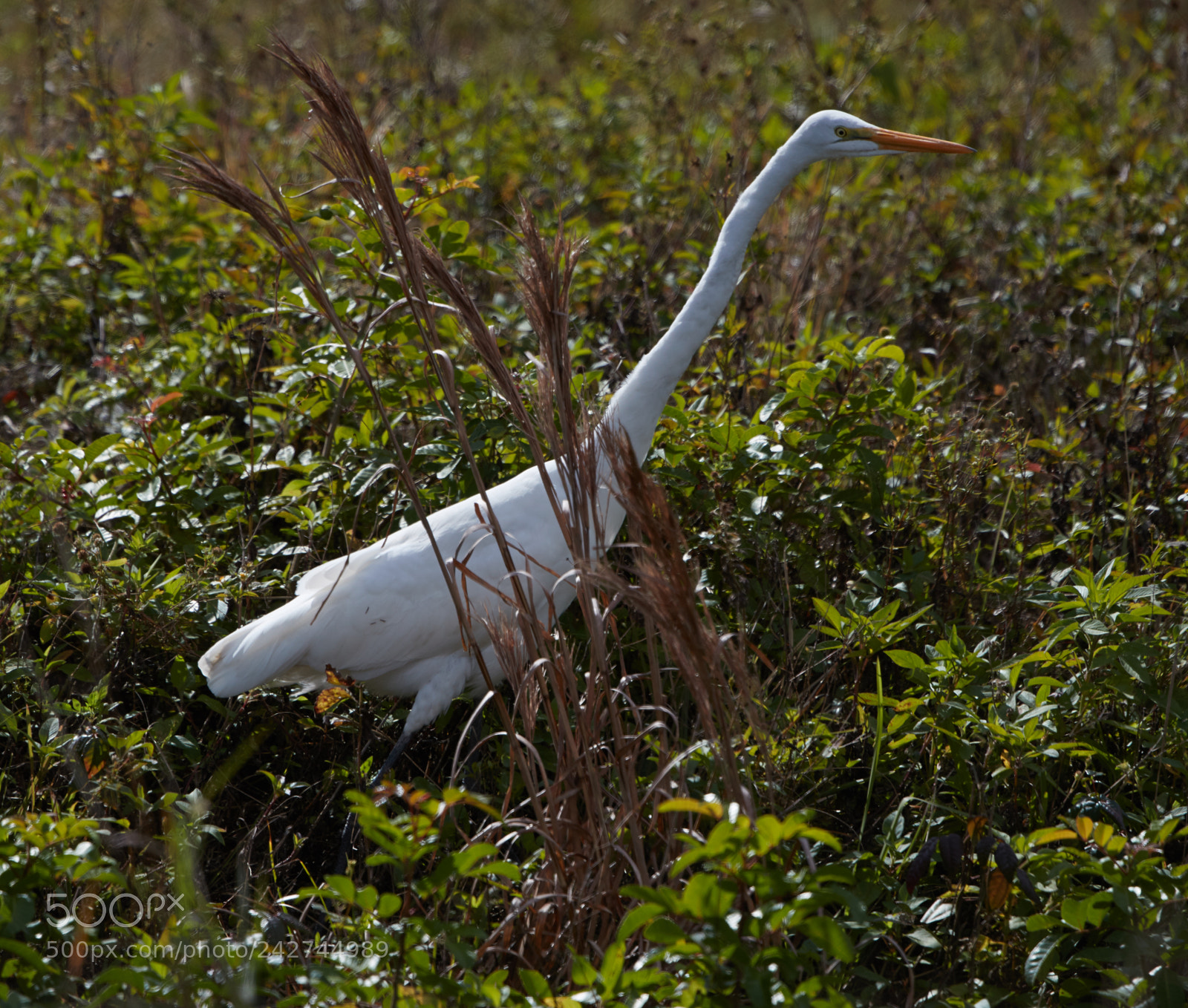 Canon EOS-1D X Mark II sample photo. 01-16-18-9747.jpg photography