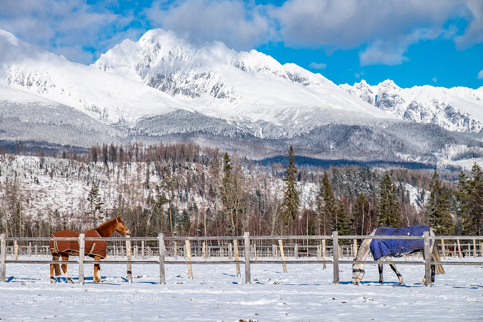 Fujifilm X-E2 sample photo. Horse photography