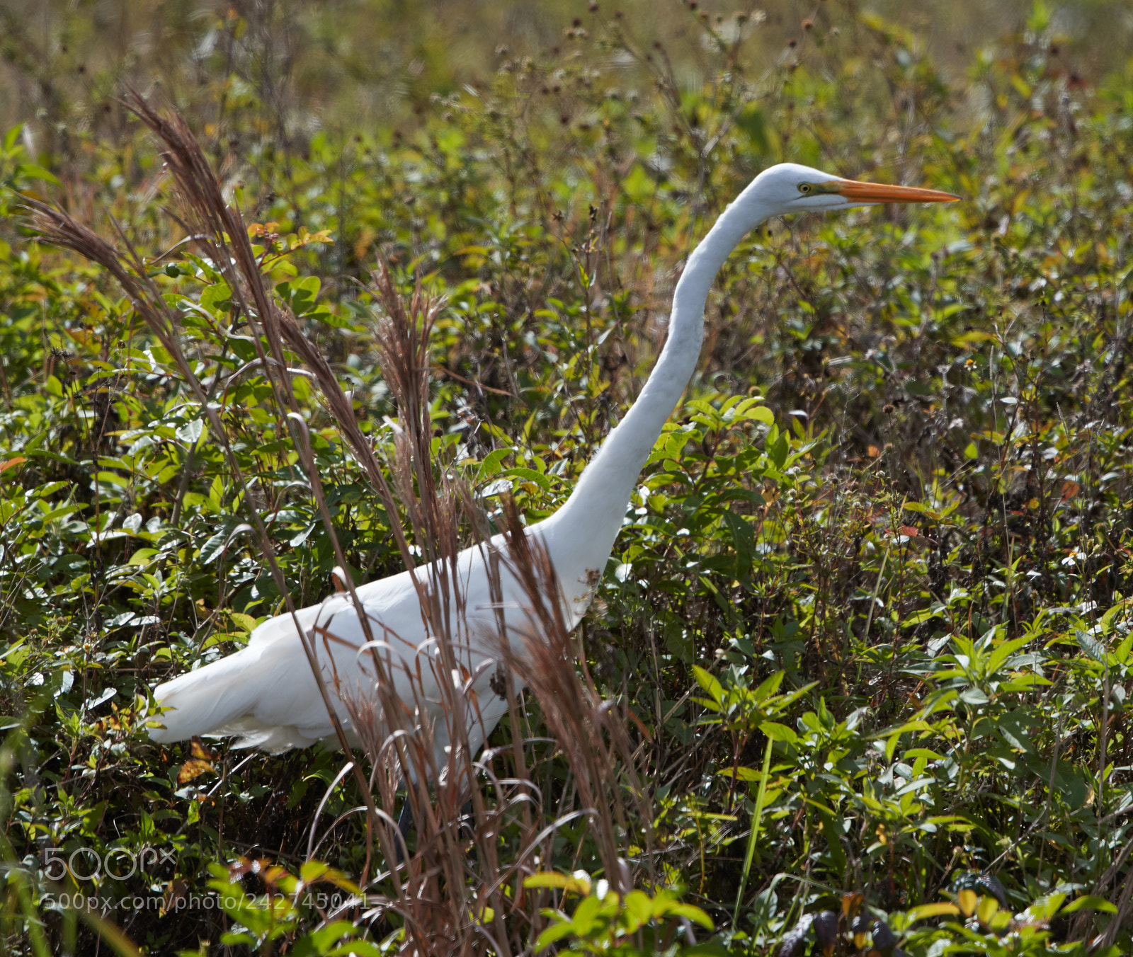 Canon EOS-1D X Mark II sample photo. 01-16-18-9745.jpg photography