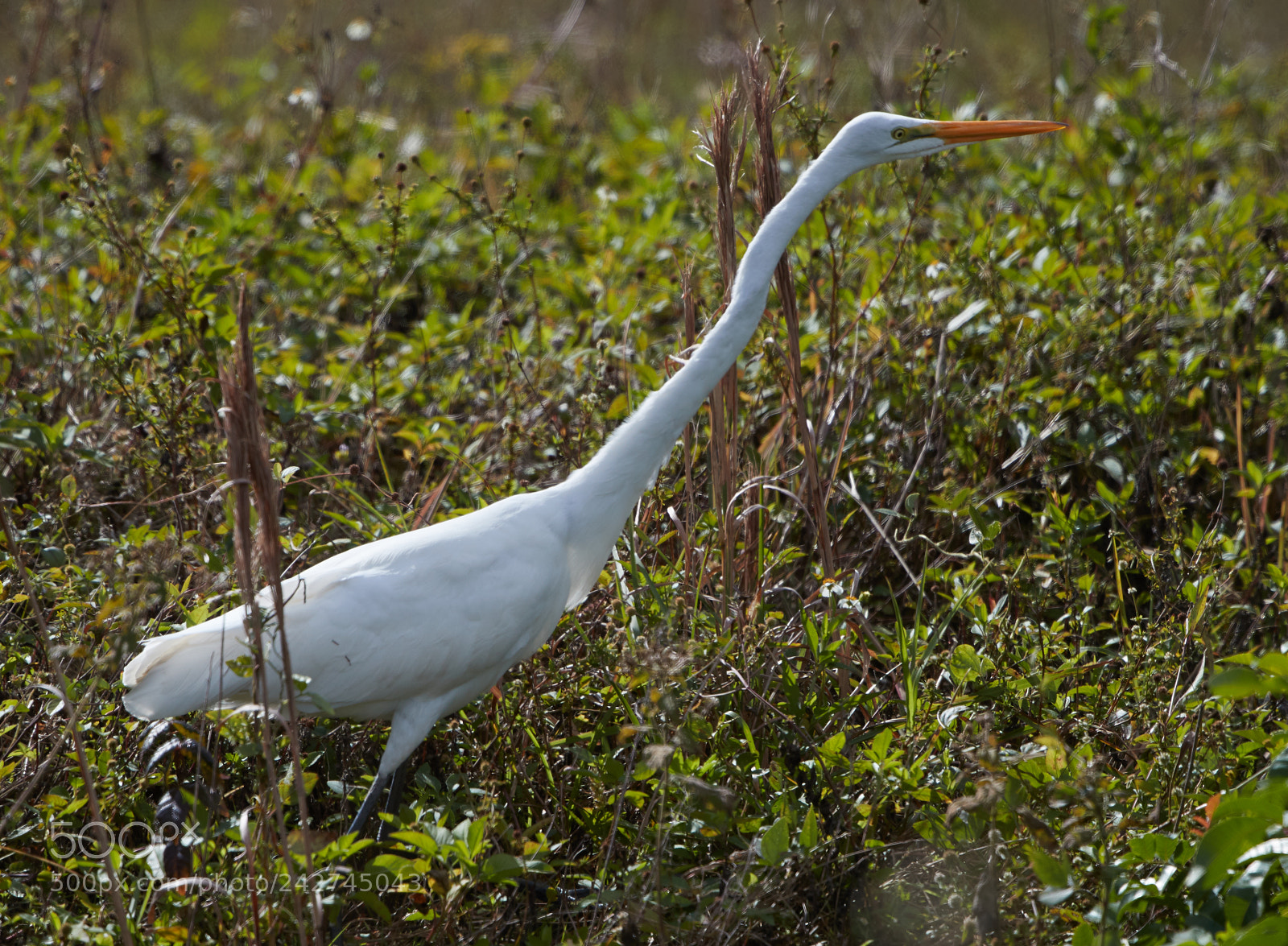 Canon EOS-1D X Mark II sample photo. 01-16-18-9744.jpg photography