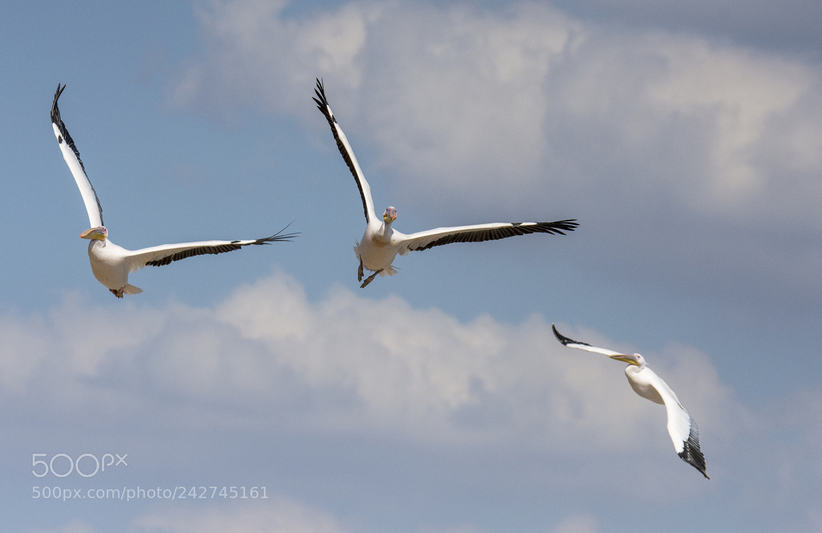 Nikon D7200 sample photo. Pelican photography