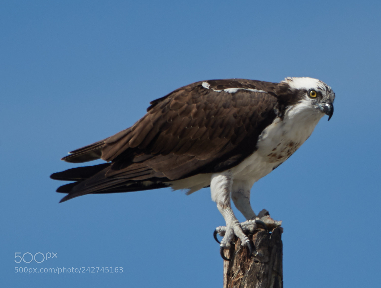 Canon EOS-1D X Mark II sample photo. 01-16-18-9737.jpg photography