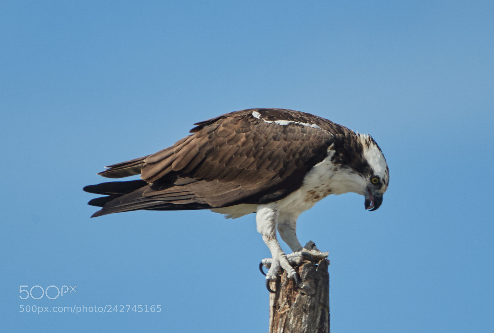 Canon EOS-1D X Mark II sample photo. 01-16-18-9735.jpg photography
