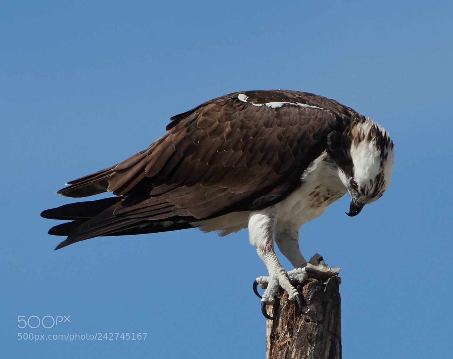 Canon EOS-1D X Mark II sample photo. 01-16-18-9734.jpg photography