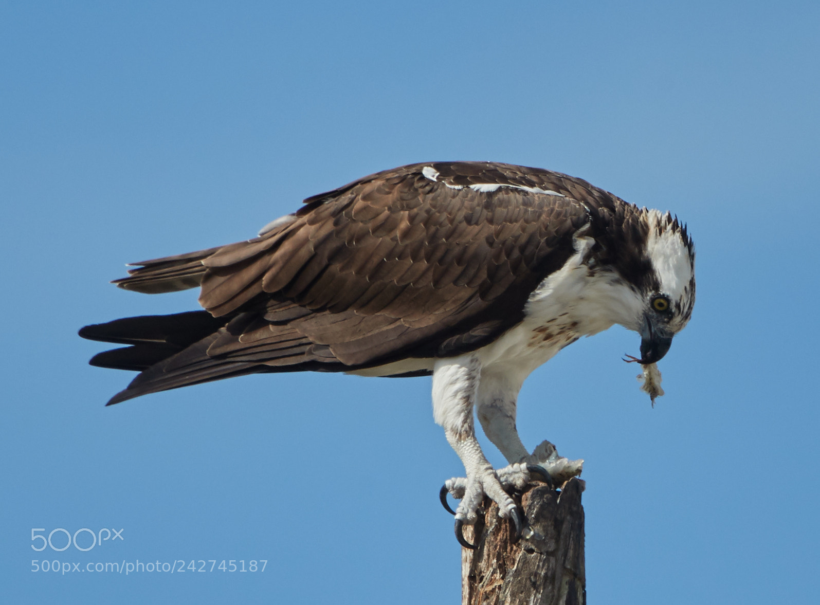 Canon EOS-1D X Mark II sample photo. 01-16-18-9733.jpg photography
