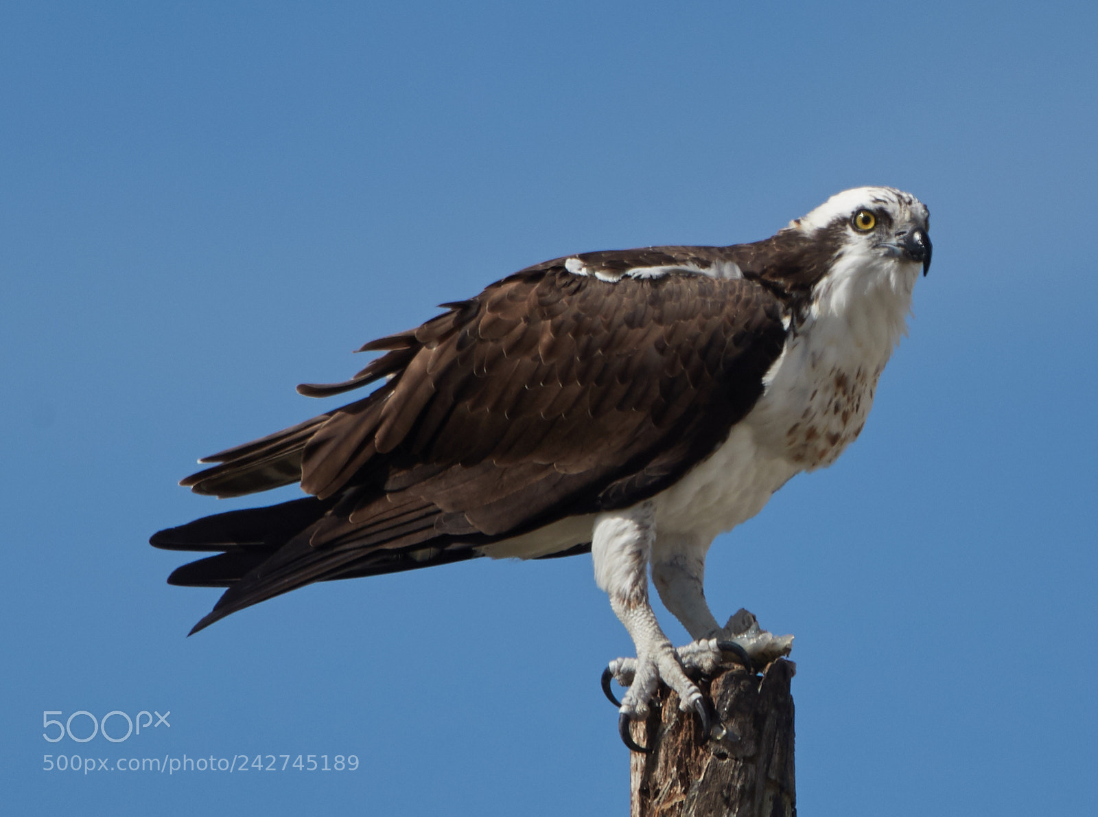 Canon EOS-1D X Mark II sample photo. 01-16-18-9732.jpg photography