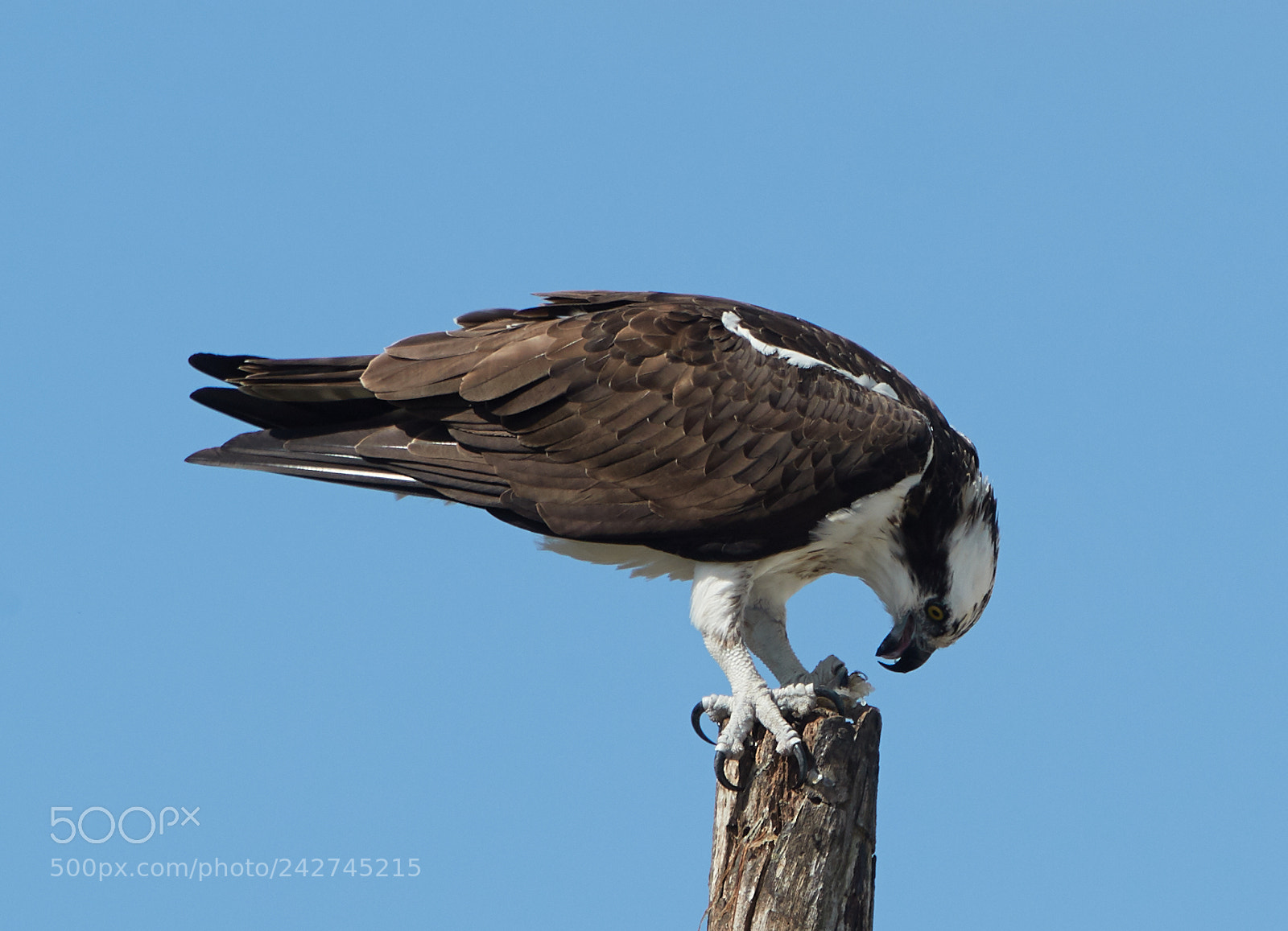 Canon EOS-1D X Mark II sample photo. 01-16-18-9728.jpg photography