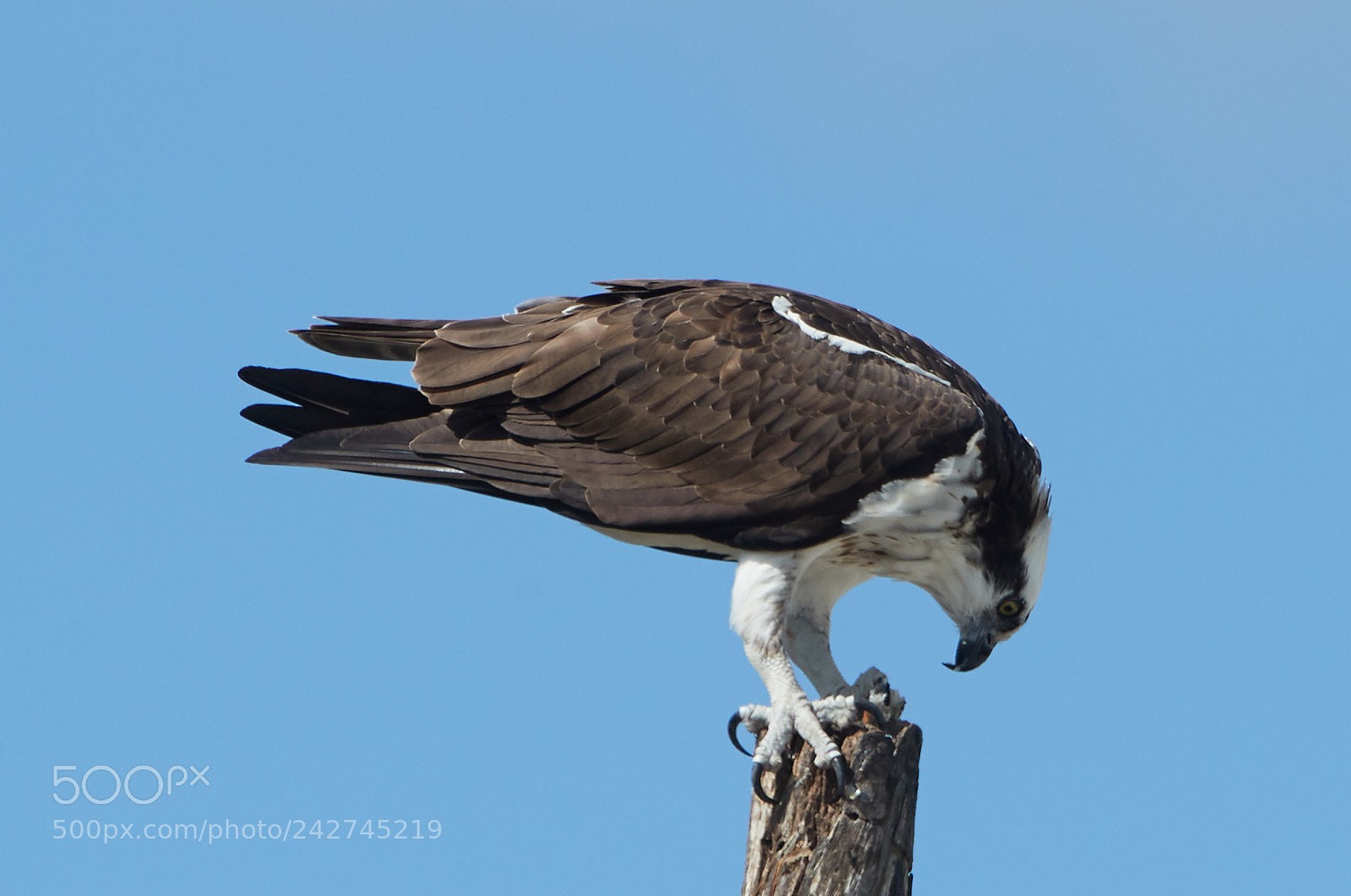 Canon EOS-1D X Mark II sample photo. 01-16-18-9725.jpg photography