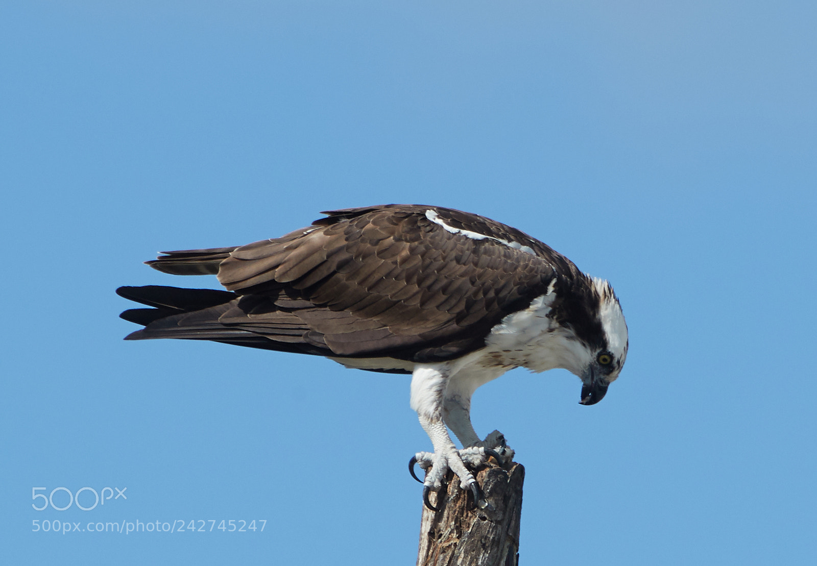 Canon EOS-1D X Mark II sample photo. 01-16-18-9724.jpg photography
