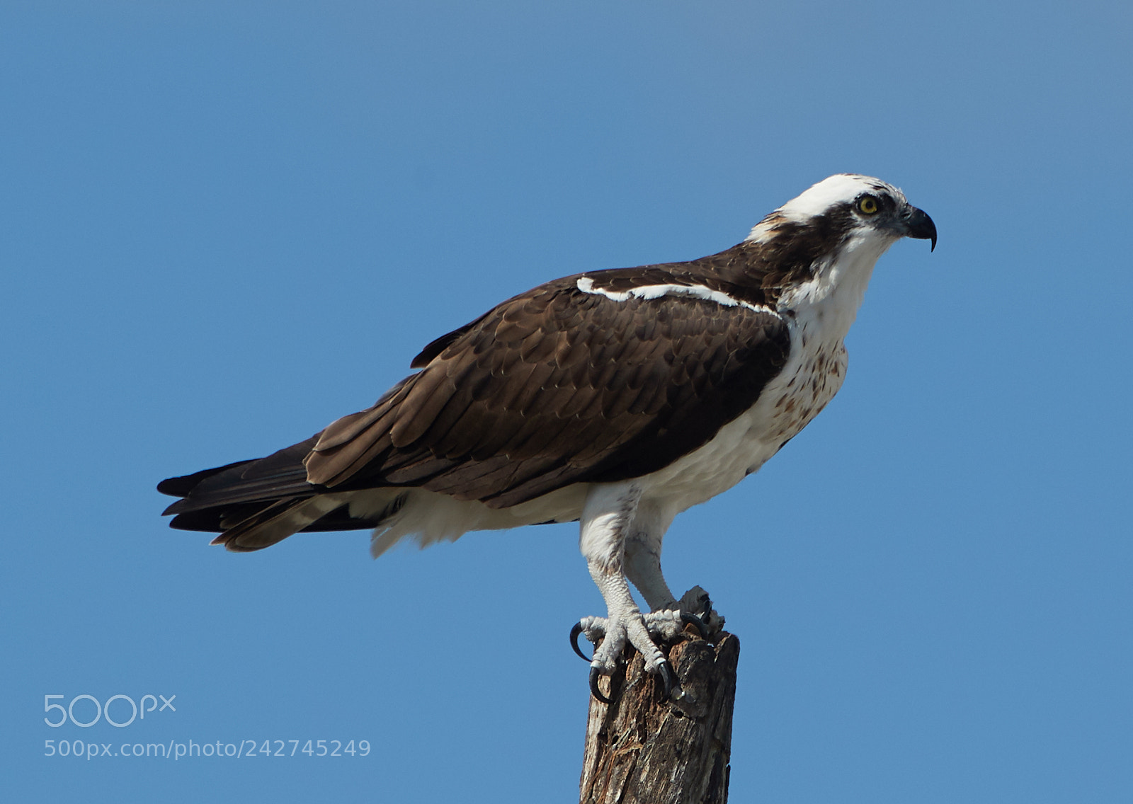 Canon EOS-1D X Mark II sample photo. 01-16-18-9723.jpg photography