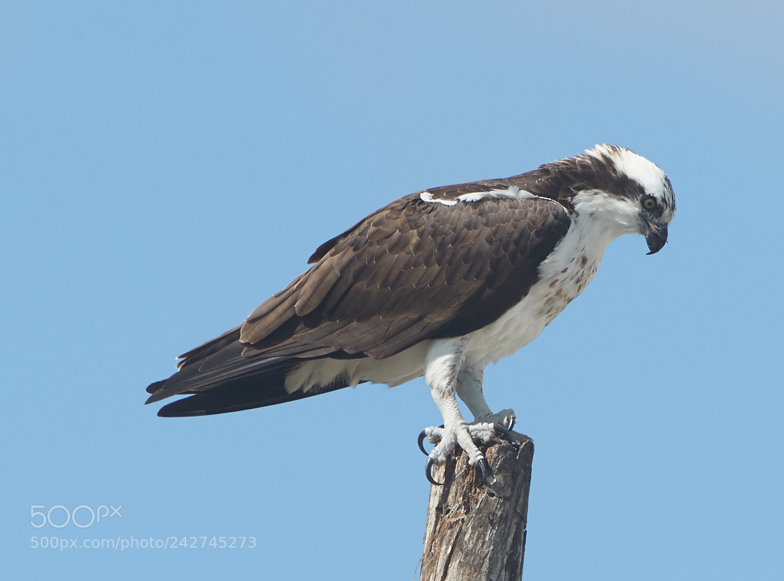 Canon EOS-1D X Mark II sample photo. 01-16-18-9722.jpg photography