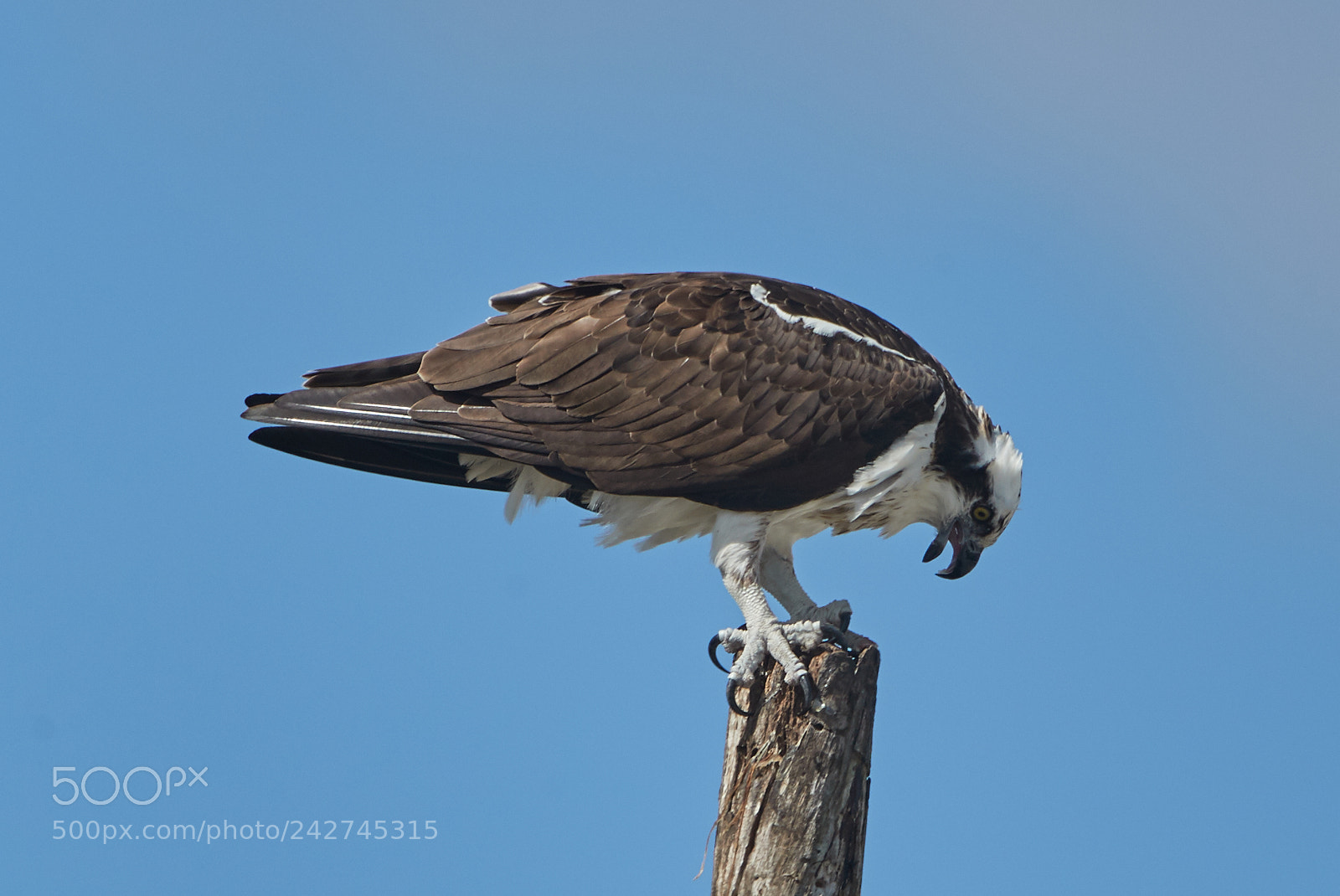 Canon EOS-1D X Mark II sample photo. 01-16-18-9718.jpg photography