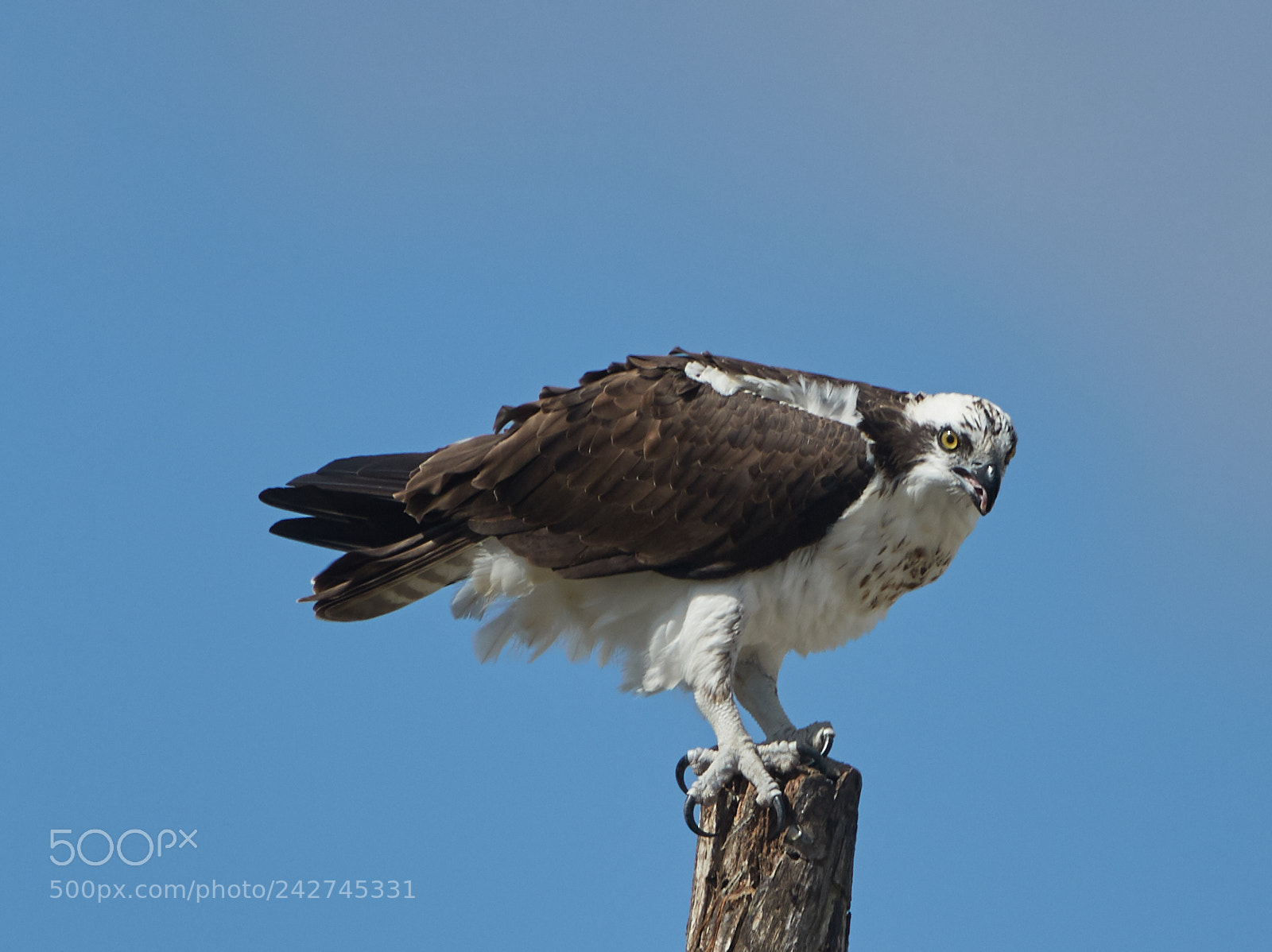 Canon EOS-1D X Mark II sample photo. 01-16-18-9717.jpg photography
