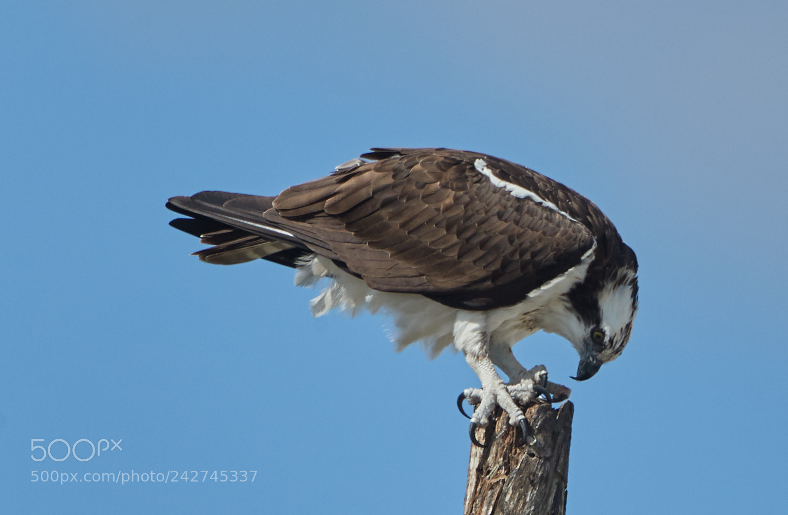 Canon EOS-1D X Mark II sample photo. 01-16-18-9716.jpg photography