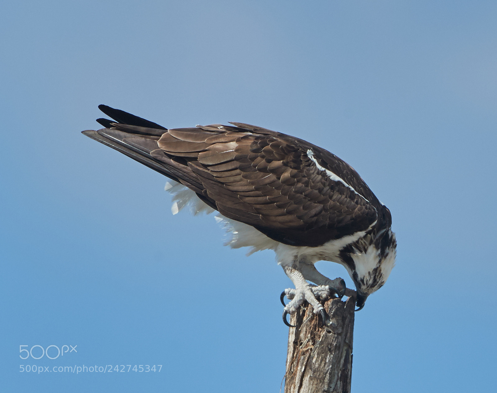 Canon EOS-1D X Mark II sample photo. 01-16-18-9714.jpg photography