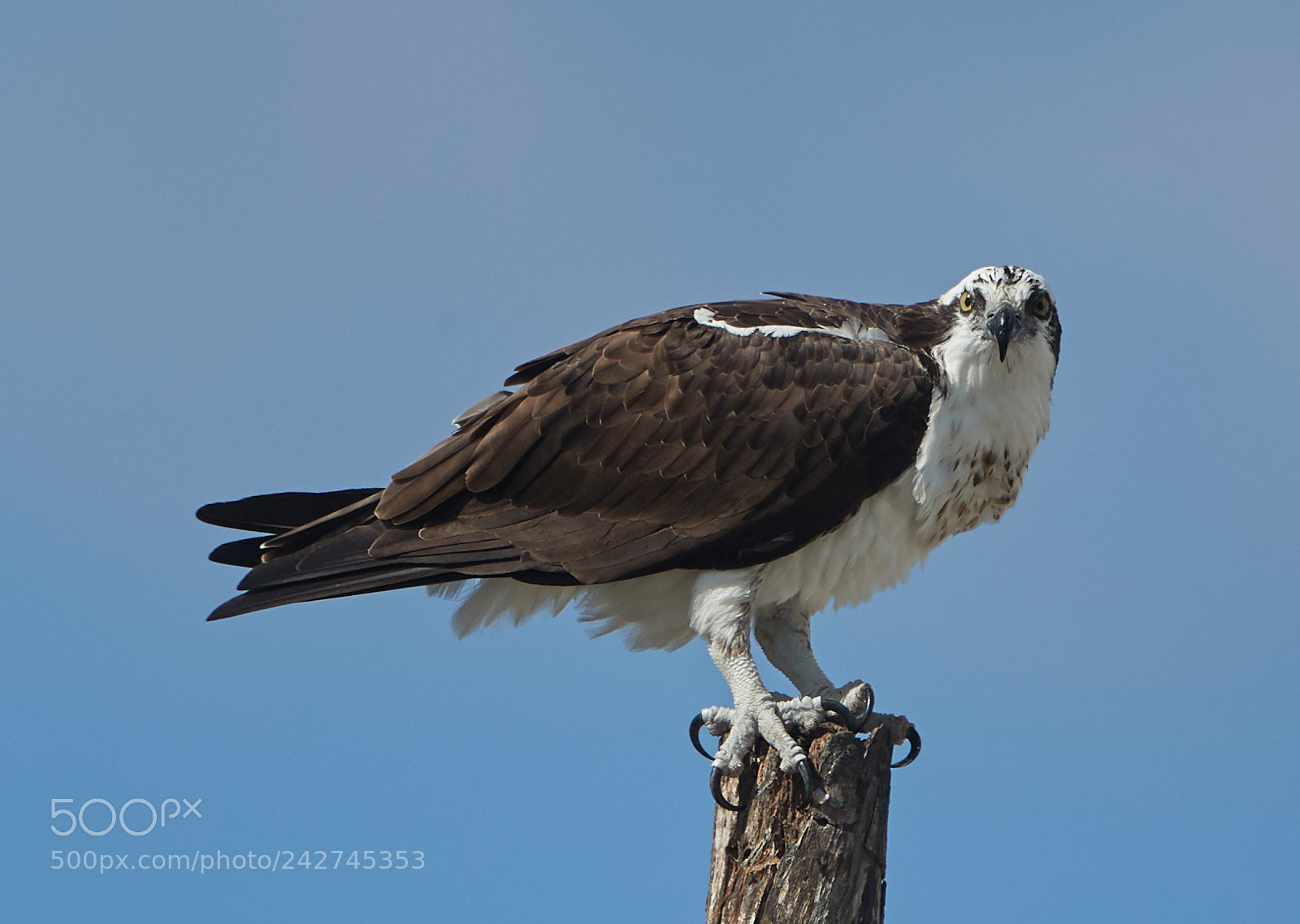 Canon EOS-1D X Mark II sample photo. 01-16-18-9712.jpg photography