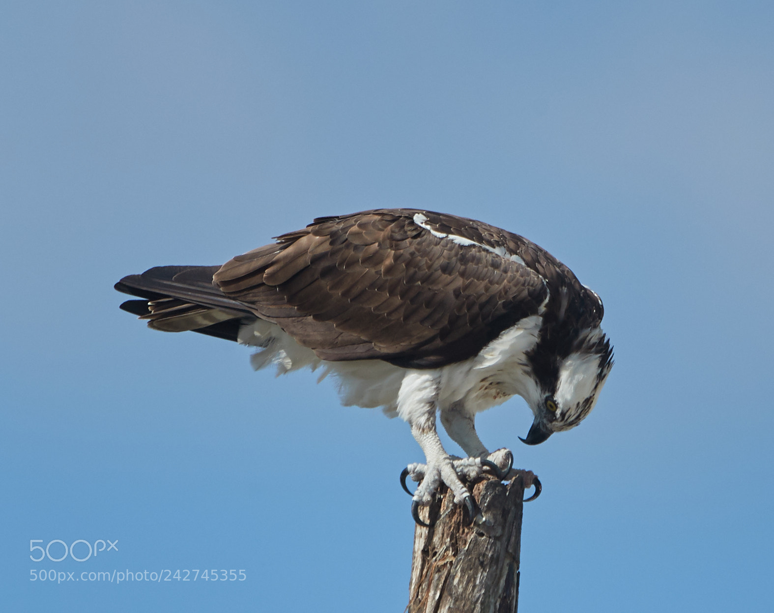 Canon EOS-1D X Mark II sample photo. 01-16-18-9711.jpg photography