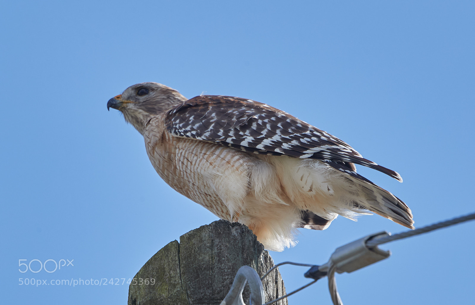 Canon EOS-1D X Mark II sample photo. 01-16-18-9704.jpg photography